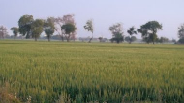 Sorumlu bir Hintli çiftçi, çocuklarını bisikletle okula bırakmaktan mutluluk duyar. Köyün eğitimi, Hindistan 'ın kırsal kesimlerinde okur yazarlık. Okula giderken tarla tarlasından geçen bir Kızılderili köyünün neşeli kardeşleri.