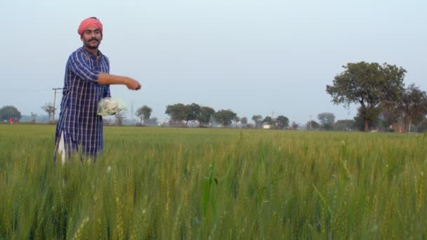 一名留胡子的中年农民向麦田里扔杀虫剂 — 图库视频影像
