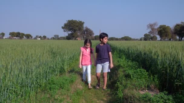 インドの農業 村のライフスタイル 彼らの田んぼでローミング農村家庭からの若い笑顔の子供たち 緑の農地で陽気な兄弟 レジャーの時間 団結と結合 簡単な生活 快適な気候 — ストック動画