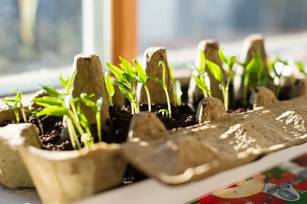 Plantor Äggkartong Växande Skott Fönstret Våren Självförsörjande Och Hållbart Boende — Stockfoto