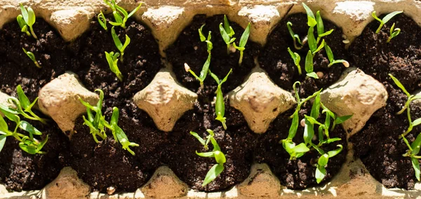 Seedling Egg Carton Growing Shoots Window Spring Self Sufficient Sustainable — Photo