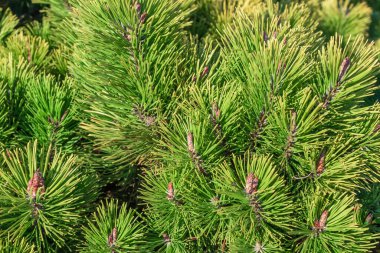 Taze yeşil çam dalları yemyeşil çam ağaçları