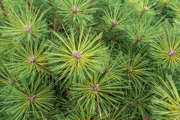 Green Decorative Pine Needles Spruce Forest Pine Branches — Stock Photo, Image