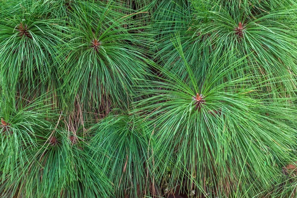 Green Pine Long Needles Spruce Forest Pine Branches — Stock Photo, Image
