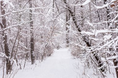 Ormanda karla kaplı ağaçlar kış ormanları yolunda