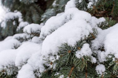 Kışın kalın bir kar tabakasının altında yeşil Noel ağacı
