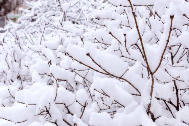 Kış ayazında kalın bir kar tabakasının altında bir çalılığın dalları