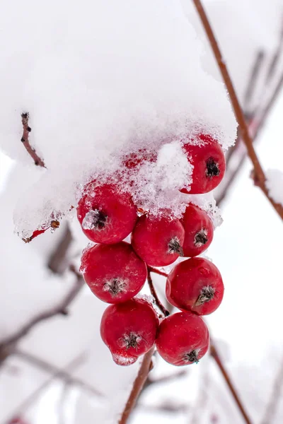 Rote Vogelbeeren Schnee Nahaufnahme Frostwinter — Stockfoto