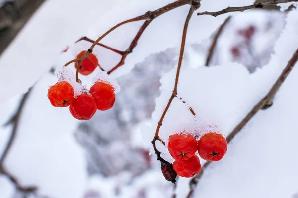 rowan berries in the snow close-up winter frost