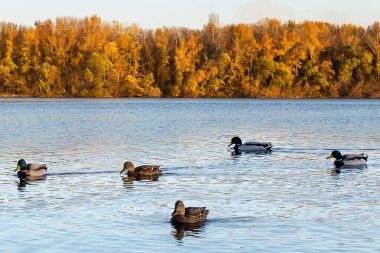 Nehrin su yüzeyinde beş ördek ve drake yüzer.