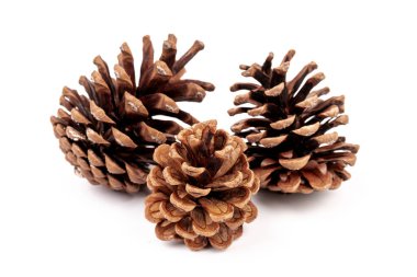 Yılbaşı çam kozalağı izole beyaz zemin üzerine.