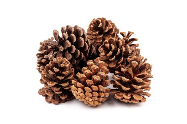 Yılbaşı çam kozalağı izole beyaz zemin üzerine.