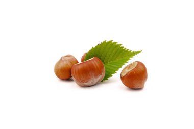 Fındık (Corylus avellana, hindistan cevizi, filbert) beyaz arkaplanda fındık yaprakları ile.