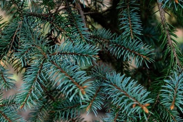 Rama Abeto Hermosa Rama Abeto Con Agujas Árbol Navidad Naturaleza —  Fotos de Stock