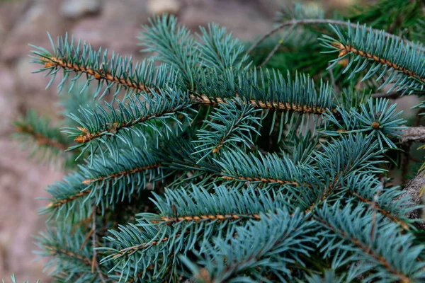 Spruce Branch Beautiful Branch Spruce Needles Christmas Tree Nature Green — Stock Photo, Image
