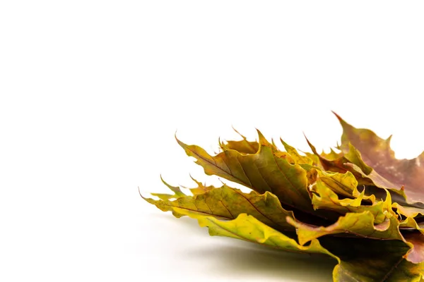 Foglia Acero Autunnale Isolata Fondo Bianco Raccolta Foglie Verdi Marroni — Foto Stock