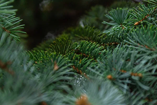 云杉分枝美丽的云杉分枝与针 大自然的圣诞树 绿色云杉 Spruce特写 — 图库照片