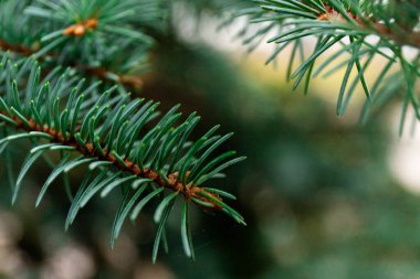 Spruce şubesi. İğneli ladin çok güzel bir dalı. Doğadaki Noel ağacı. Yeşil ladin. Spruce yaklaş..