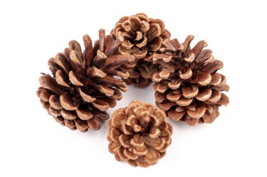 Yılbaşı çam kozalağı izole beyaz zemin üzerine.