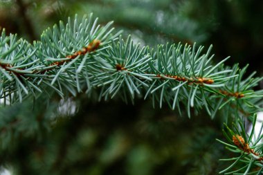 Spruce şubesi. İğneli ladin çok güzel bir dalı. Doğadaki Noel ağacı. Yeşil ladin. Spruce yaklaş..