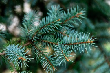 Spruce şubesi. İğneli ladin çok güzel bir dalı. Doğadaki Noel ağacı. Yeşil ladin. Spruce yaklaş..