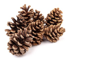 Yılbaşı çam kozalağı izole beyaz zemin üzerine.