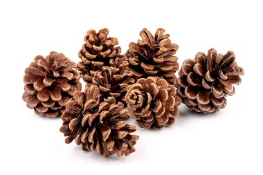 Yılbaşı çam kozalağı izole beyaz zemin üzerine.