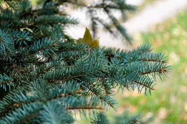 Spruce şubesi. İğneli ladin çok güzel bir dalı. Doğadaki Noel ağacı. Yeşil ladin. Spruce yaklaş..