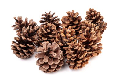 Yılbaşı çam kozalağı izole beyaz zemin üzerine.