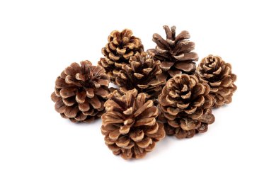 Yılbaşı çam kozalağı izole beyaz zemin üzerine.