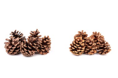 Yılbaşı çam kozalağı izole beyaz zemin üzerine.