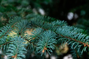 Spruce şubesi. İğneli ladin çok güzel bir dalı. Doğadaki Noel ağacı. Yeşil ladin. Spruce yaklaş..