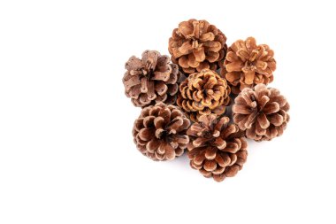 Yılbaşı çam kozalağı izole beyaz zemin üzerine.