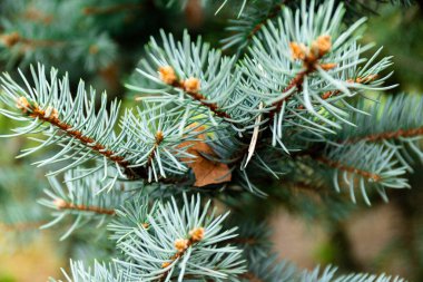 Spruce şubesi. İğneli ladin çok güzel bir dalı. Doğadaki Noel ağacı. Yeşil ladin. Spruce yaklaş..