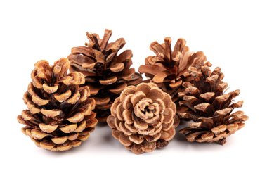 Yılbaşı çam kozalağı izole beyaz zemin üzerine.