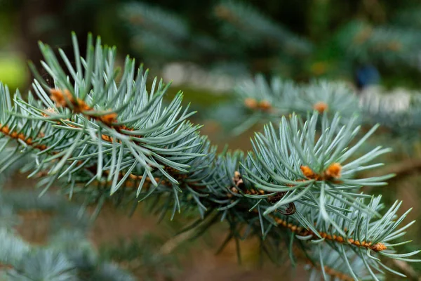 Σπρους Μπραντς Όμορφο Κλαδί Από Έλατο Βελόνες Χριστουγεννιάτικο Δέντρο Στη — Φωτογραφία Αρχείου