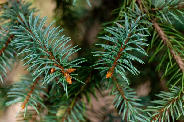 Spruce Şubesi Ğneli Ladin Çok Güzel Bir Dalı Doğadaki Noel — Stok fotoğraf