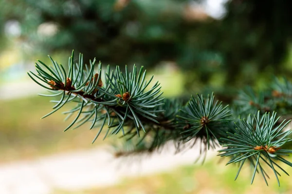 Spruce Şubesi Ğneli Ladin Çok Güzel Bir Dalı Doğadaki Noel — Stok fotoğraf