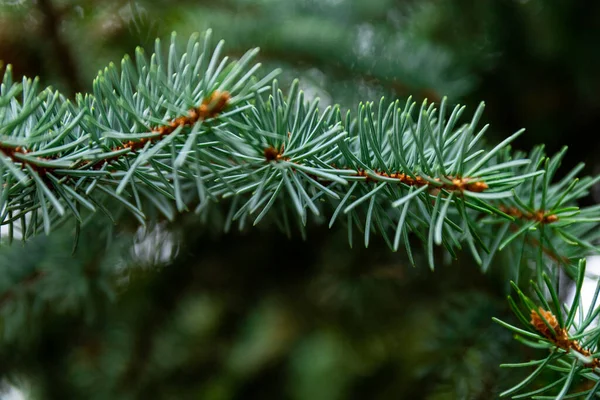 Rama Abeto Hermosa Rama Abeto Con Agujas Árbol Navidad Naturaleza —  Fotos de Stock