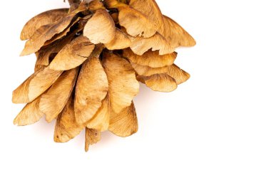 Beyaz arka planda izole edilmiş kurumuş akçaağaç tohumlarını kapatın. Doğal malzemeler. Tasarım ögesi