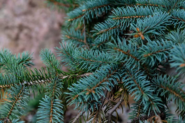 Spruce Şubesi Ğneli Ladin Çok Güzel Bir Dalı Doğadaki Noel — Stok fotoğraf