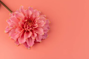 Pembe, sarı ve beyaz yıldız çiçeği makro fotoğrafı. Işığı vurgulayan renkli resim farklı renkler ve sarı beyaz röfleler. 