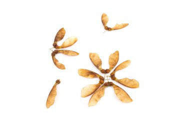 Beyaz arka planda izole edilmiş kurumuş akçaağaç tohumlarını kapatın. Doğal malzemeler. Tasarım ögesi