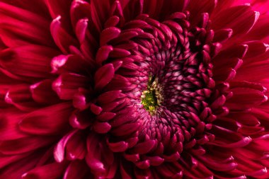 Beyaz arka planda kırmızı kasımpatı çiçeği kırpma yolu ile izole edilmiş. - Yakın çekim. Tasarım için. Dahlia