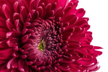 Beyaz arka planda kırmızı kasımpatı çiçeği kırpma yolu ile izole edilmiş. - Yakın çekim. Tasarım için. Dahlia