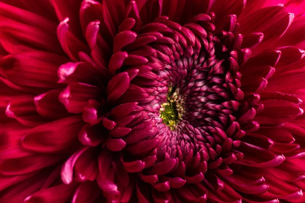 Beyaz arka planda kırmızı kasımpatı çiçeği kırpma yolu ile izole edilmiş. - Yakın çekim. Tasarım için. Dahlia