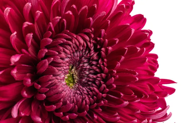 Beyaz arka planda kırmızı kasımpatı çiçeği kırpma yolu ile izole edilmiş. - Yakın çekim. Tasarım için. Dahlia