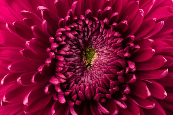 Beyaz arka planda kırmızı kasımpatı çiçeği kırpma yolu ile izole edilmiş. - Yakın çekim. Tasarım için. Dahlia