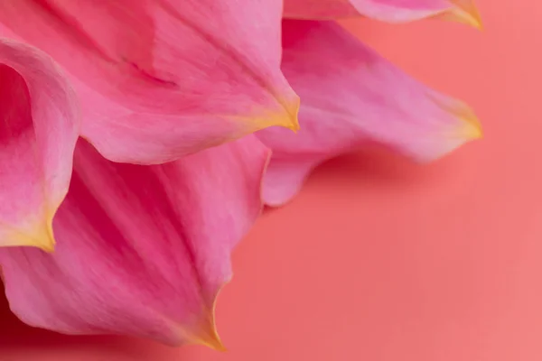 Pembe, sarı ve beyaz yıldız çiçeği makro fotoğrafı. Işığı vurgulayan renkli resim farklı renkler ve sarı beyaz röfleler. 