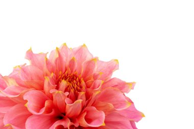 Pembe, sarı ve beyaz yıldız çiçeği makro fotoğrafı. Işığı vurgulayan renkli resim farklı renkler ve sarı beyaz röfleler. 